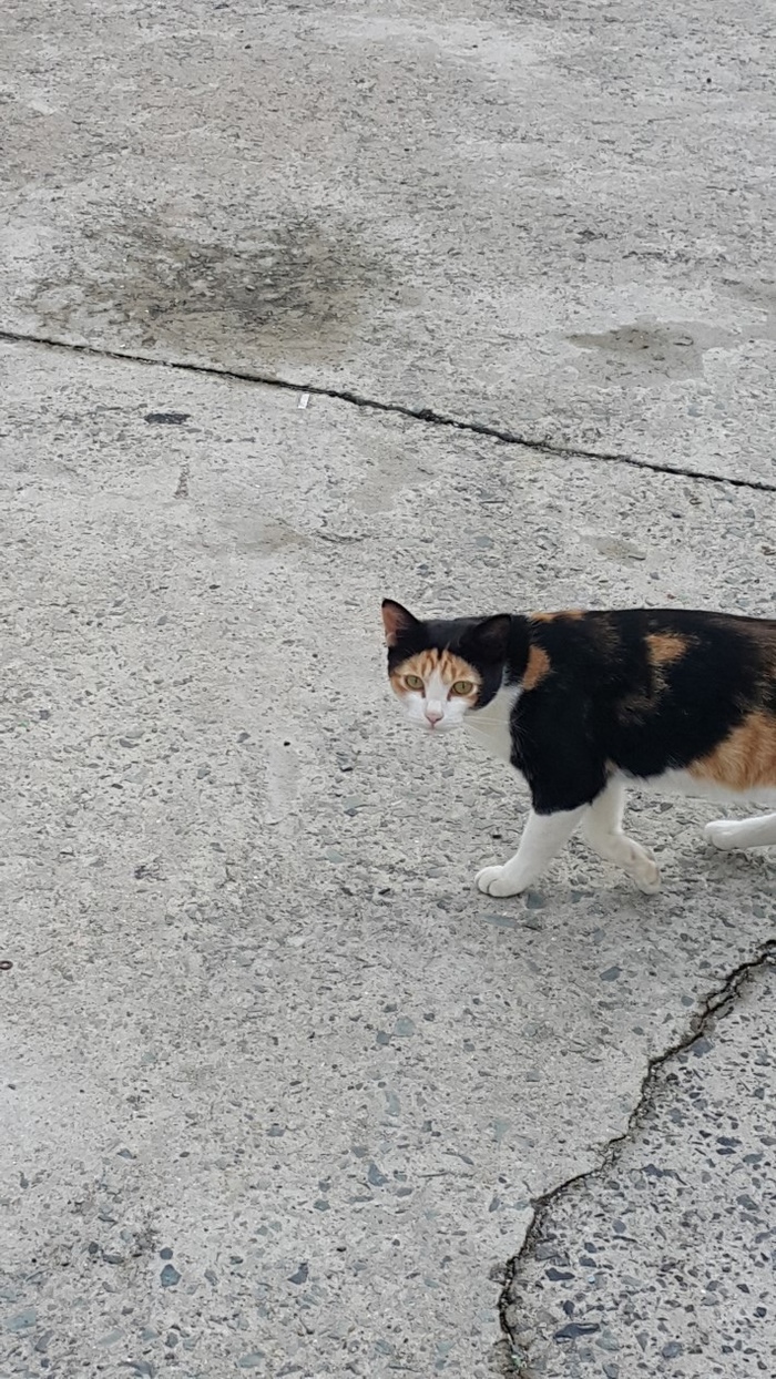 рыба в шапке картинка. Смотреть фото рыба в шапке картинка. Смотреть картинку рыба в шапке картинка. Картинка про рыба в шапке картинка. Фото рыба в шапке картинка рыба в шапке картинка. Смотреть фото рыба в шапке картинка. Смотреть картинку рыба в шапке картинка. Картинка про рыба в шапке картинка. Фото рыба в шапке картинка