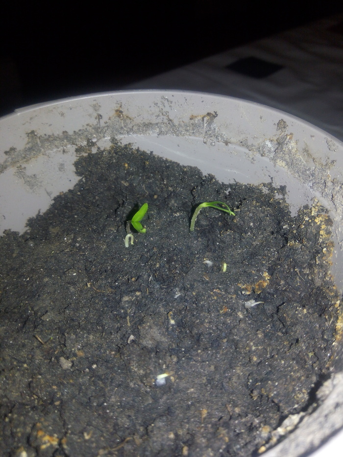 Помогите новичку. Эпизод III: попёрли листики