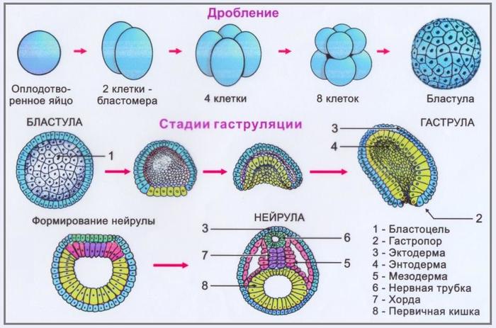 в 15 лет зачем мне изучать биологию и химию в 40 лет. Смотреть фото в 15 лет зачем мне изучать биологию и химию в 40 лет. Смотреть картинку в 15 лет зачем мне изучать биологию и химию в 40 лет. Картинка про в 15 лет зачем мне изучать биологию и химию в 40 лет. Фото в 15 лет зачем мне изучать биологию и химию в 40 лет