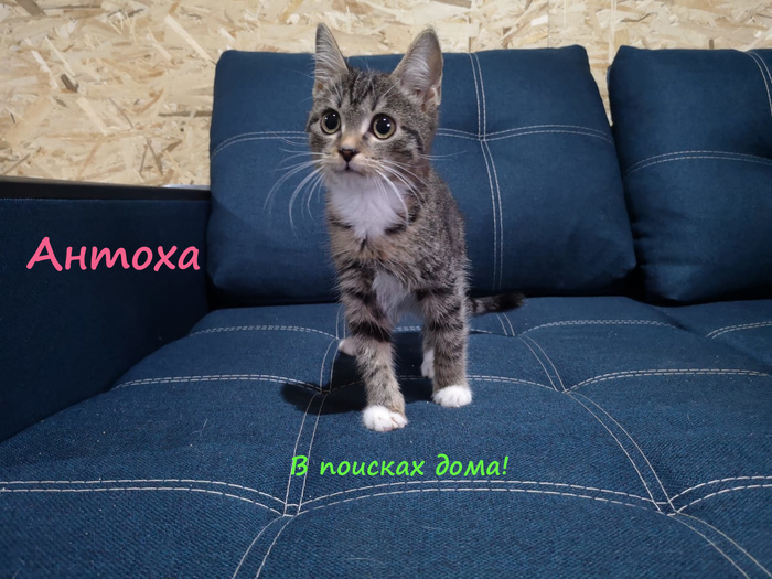 в британском приюте организовали день рождения для кошки. Смотреть фото в британском приюте организовали день рождения для кошки. Смотреть картинку в британском приюте организовали день рождения для кошки. Картинка про в британском приюте организовали день рождения для кошки. Фото в британском приюте организовали день рождения для кошки