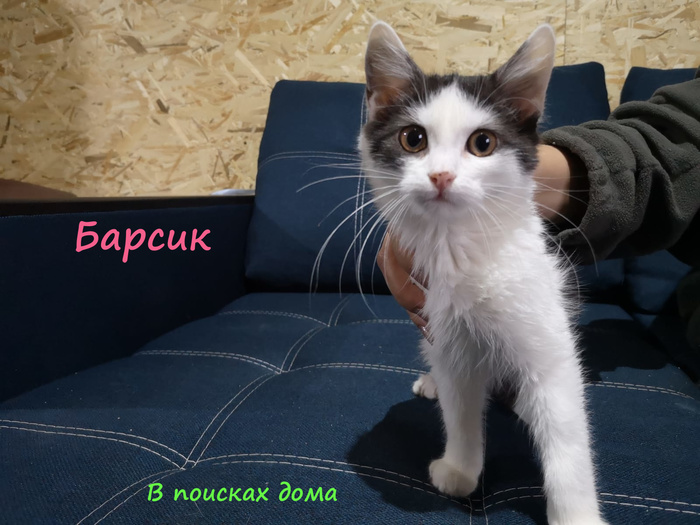 в британском приюте организовали день рождения для кошки. Смотреть фото в британском приюте организовали день рождения для кошки. Смотреть картинку в британском приюте организовали день рождения для кошки. Картинка про в британском приюте организовали день рождения для кошки. Фото в британском приюте организовали день рождения для кошки