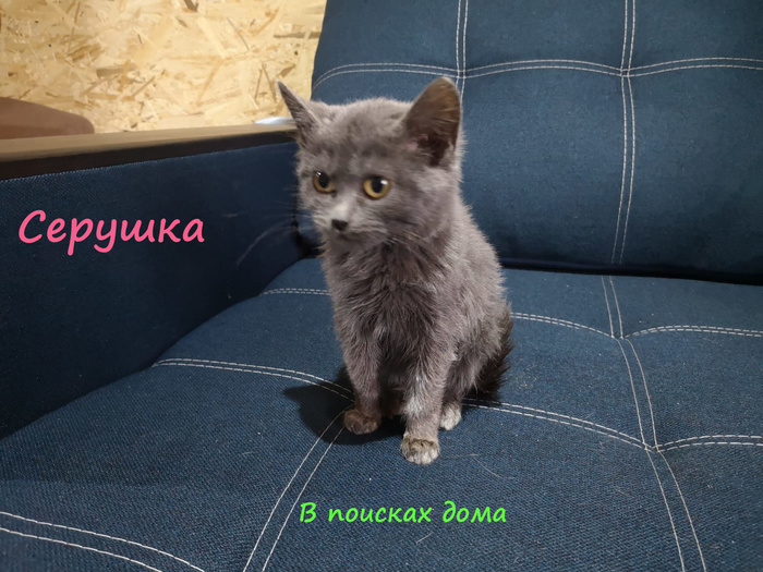 в британском приюте организовали день рождения для кошки. Смотреть фото в британском приюте организовали день рождения для кошки. Смотреть картинку в британском приюте организовали день рождения для кошки. Картинка про в британском приюте организовали день рождения для кошки. Фото в британском приюте организовали день рождения для кошки