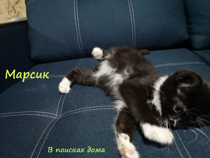 в британском приюте организовали день рождения для кошки. Смотреть фото в британском приюте организовали день рождения для кошки. Смотреть картинку в британском приюте организовали день рождения для кошки. Картинка про в британском приюте организовали день рождения для кошки. Фото в британском приюте организовали день рождения для кошки