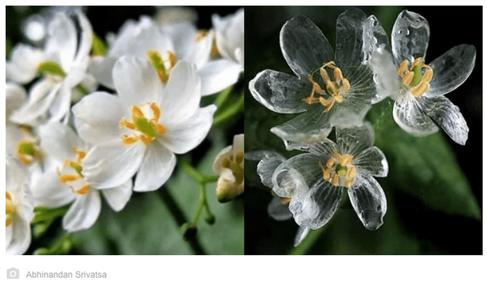   (Skeleton Flower)     .  , , , , , , 