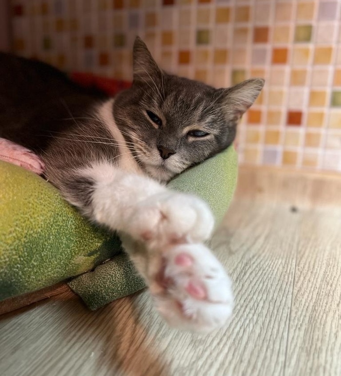 можно ли кормить кошку крабовыми палочками