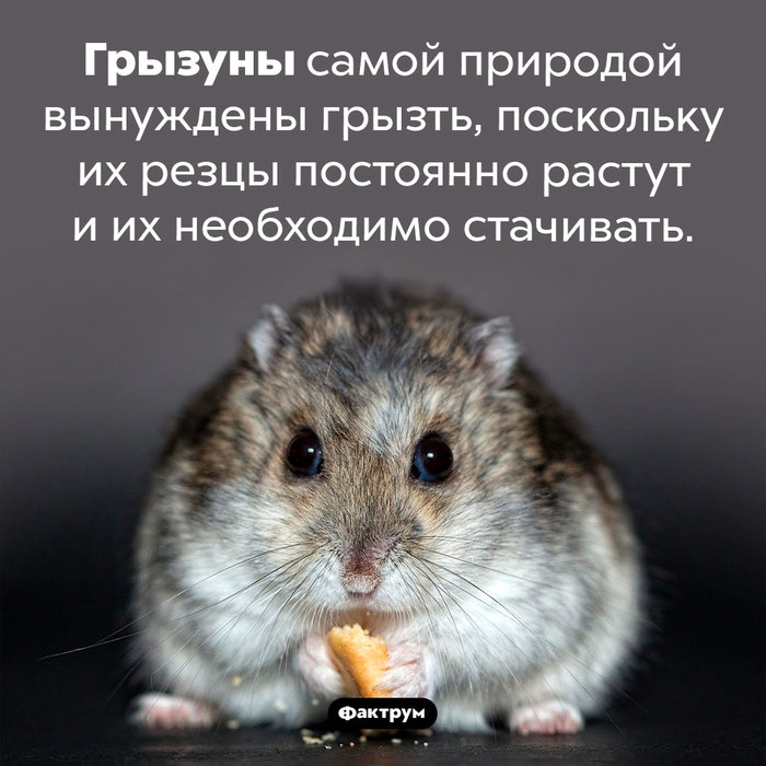 что значит выражение лизнуть тунца. Смотреть фото что значит выражение лизнуть тунца. Смотреть картинку что значит выражение лизнуть тунца. Картинка про что значит выражение лизнуть тунца. Фото что значит выражение лизнуть тунца