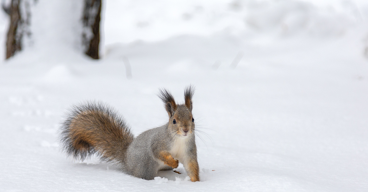 Белка хвост. Шубки беличьи носила. Белки меняют окрас. Шубки беличьи носила. Беличья шубка.