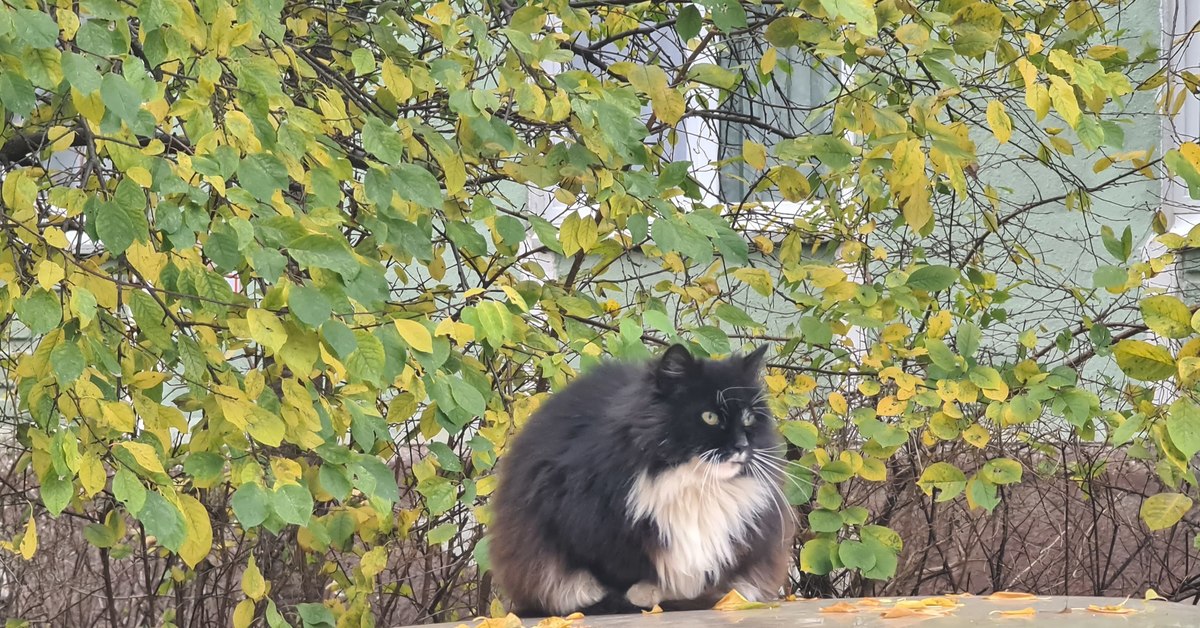 Кот жигули. Кот с Жигулёвским. Коты мафиози. Кот на жигулях.