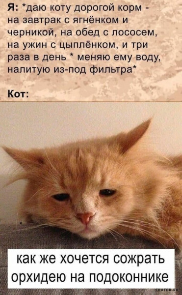 мемы про еду с котами. Смотреть фото мемы про еду с котами. Смотреть картинку мемы про еду с котами. Картинка про мемы про еду с котами. Фото мемы про еду с котами