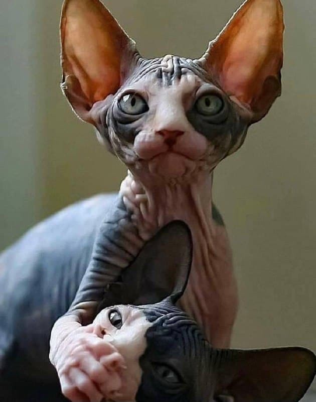 ����� �� ���� ����� ���� ��� ������� �������