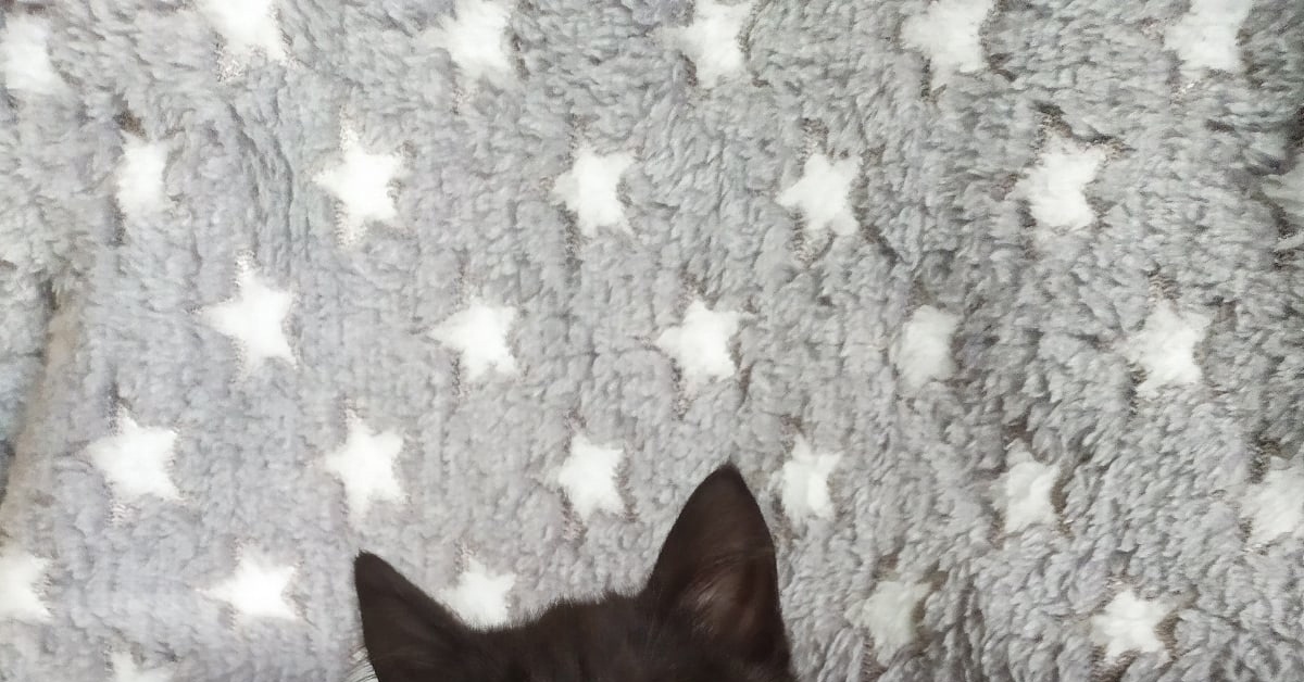 Питер! Кому котенка? | Пикабу