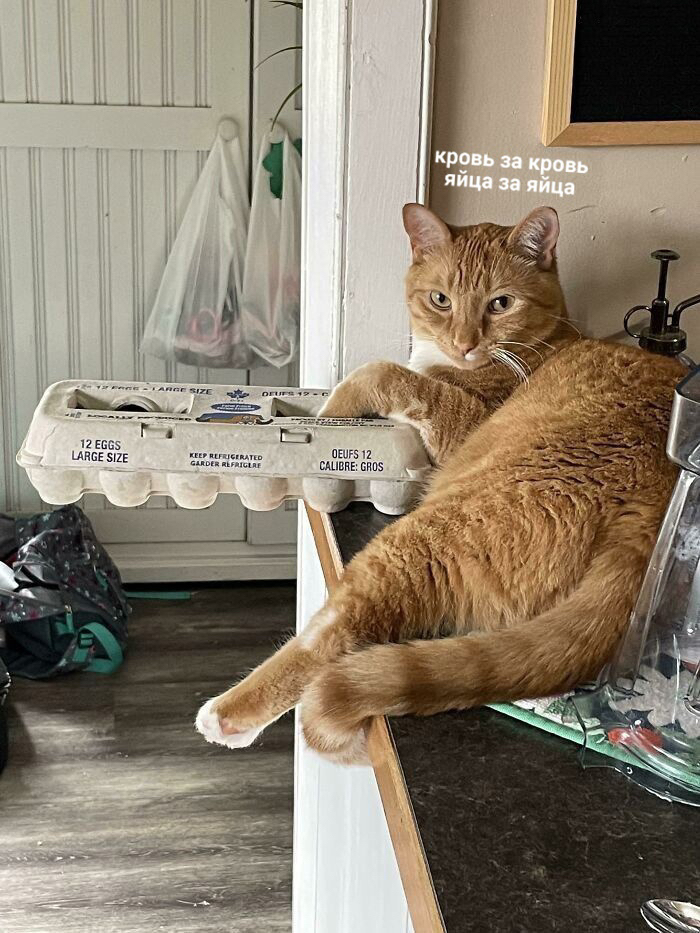 Месть Кот, Рыжие, Месть, Домашние животные