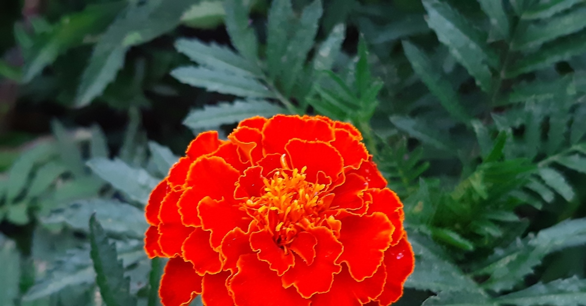 Всеобщая перепись населения | Пикабу