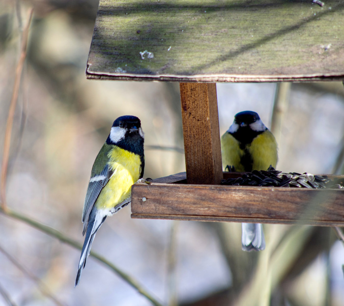 1636796584114684077 Мем я ем как птичка