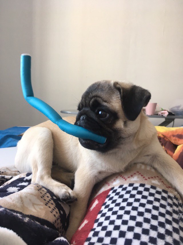 Мопс-аквалангист