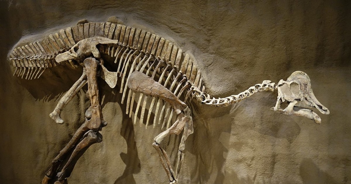 Скелеты сахары. Коритозавр скелет. Останки динозавров палеонтолог. Гадрозавр скелет. Окаменелые останки динозавров.