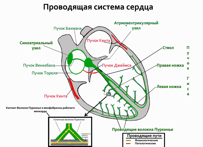 Танцы святого витта что это. Смотреть фото Танцы святого витта что это. Смотреть картинку Танцы святого витта что это. Картинка про Танцы святого витта что это. Фото Танцы святого витта что это