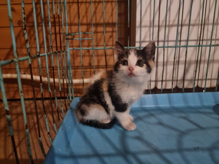 что делать с брошенными котятами. Смотреть фото что делать с брошенными котятами. Смотреть картинку что делать с брошенными котятами. Картинка про что делать с брошенными котятами. Фото что делать с брошенными котятами