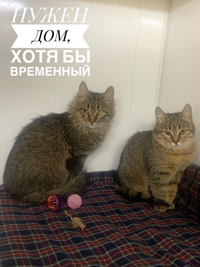 прикол с бараном ты меня снимаешь. Смотреть фото прикол с бараном ты меня снимаешь. Смотреть картинку прикол с бараном ты меня снимаешь. Картинка про прикол с бараном ты меня снимаешь. Фото прикол с бараном ты меня снимаешь