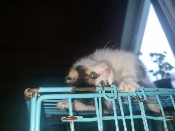 что делать с брошенными котятами. Смотреть фото что делать с брошенными котятами. Смотреть картинку что делать с брошенными котятами. Картинка про что делать с брошенными котятами. Фото что делать с брошенными котятами