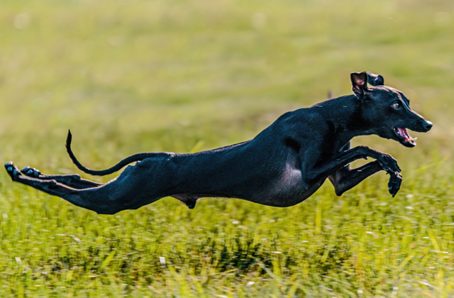Какая порода собак самая быстрая? | Пикабу