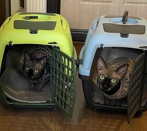 ΡΠΈΡΡΠ½ΠΊΠΈ ΠΊΠΎΡΠΈΠΊΠΎΠ² Ρ Π΅Π΄ΠΎΠΉ. Π‘ΠΌΠΎΡΡΠ΅ΡΡ ΡΠΎΡΠΎ ΡΠΈΡΡΠ½ΠΊΠΈ ΠΊΠΎΡΠΈΠΊΠΎΠ² Ρ Π΅Π΄ΠΎΠΉ. Π‘ΠΌΠΎΡΡΠ΅ΡΡ ΠΊΠ°ΡΡΠΈΠ½ΠΊΡ ΡΠΈΡΡΠ½ΠΊΠΈ ΠΊΠΎΡΠΈΠΊΠΎΠ² Ρ Π΅Π΄ΠΎΠΉ. ΠΠ°ΡΡΠΈΠ½ΠΊΠ° ΠΏΡΠΎ ΡΠΈΡΡΠ½ΠΊΠΈ ΠΊΠΎΡΠΈΠΊΠΎΠ² Ρ Π΅Π΄ΠΎΠΉ. Π€ΠΎΡΠΎ ΡΠΈΡΡΠ½ΠΊΠΈ ΠΊΠΎΡΠΈΠΊΠΎΠ² Ρ Π΅Π΄ΠΎΠΉ ΡΠΈΡΡΠ½ΠΊΠΈ ΠΊΠΎΡΠΈΠΊΠΎΠ² Ρ Π΅Π΄ΠΎΠΉ. Π‘ΠΌΠΎΡΡΠ΅ΡΡ ΡΠΎΡΠΎ ΡΠΈΡΡΠ½ΠΊΠΈ ΠΊΠΎΡΠΈΠΊΠΎΠ² Ρ Π΅Π΄ΠΎΠΉ. Π‘ΠΌΠΎΡΡΠ΅ΡΡ ΠΊΠ°ΡΡΠΈΠ½ΠΊΡ ΡΠΈΡΡΠ½ΠΊΠΈ ΠΊΠΎΡΠΈΠΊΠΎΠ² Ρ Π΅Π΄ΠΎΠΉ. ΠΠ°ΡΡΠΈΠ½ΠΊΠ° ΠΏΡΠΎ ΡΠΈΡΡΠ½ΠΊΠΈ ΠΊΠΎΡΠΈΠΊΠΎΠ² Ρ Π΅Π΄ΠΎΠΉ. Π€ΠΎΡΠΎ ΡΠΈΡΡΠ½ΠΊΠΈ ΠΊΠΎΡΠΈΠΊΠΎΠ² Ρ Π΅Π΄ΠΎΠΉ