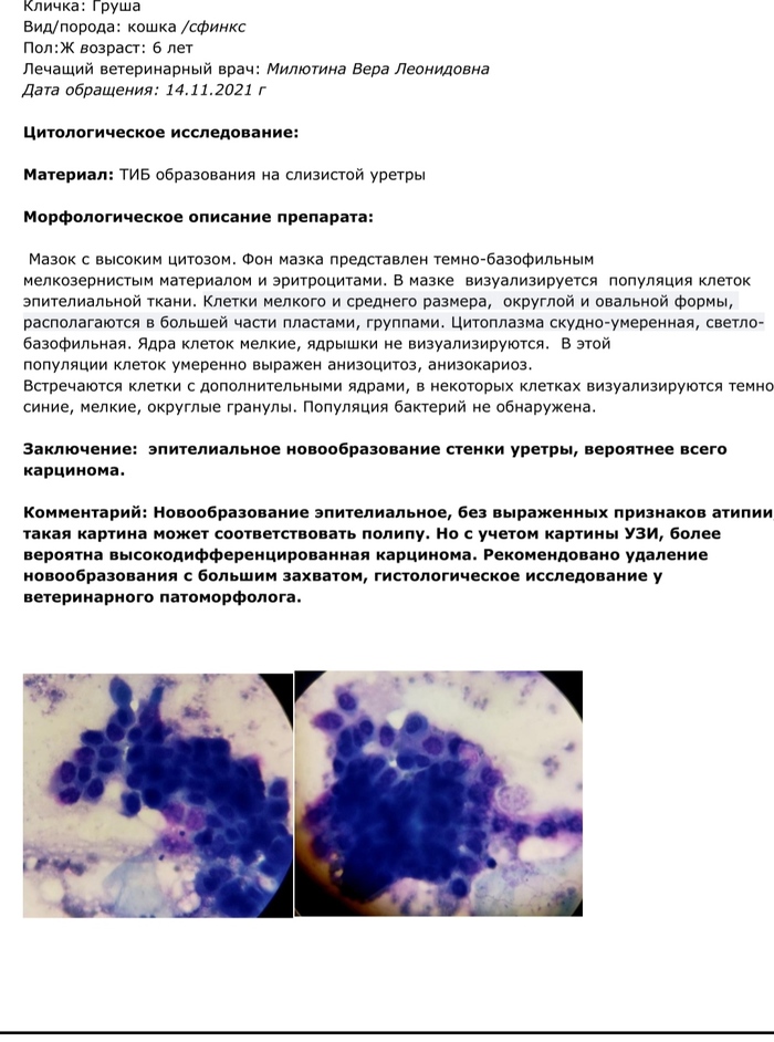 зачем глистогонить кошку перед стерилизацией. Смотреть фото зачем глистогонить кошку перед стерилизацией. Смотреть картинку зачем глистогонить кошку перед стерилизацией. Картинка про зачем глистогонить кошку перед стерилизацией. Фото зачем глистогонить кошку перед стерилизацией