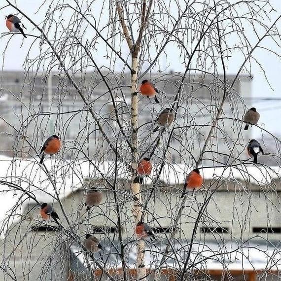 Сибирский попугай что за птица. Смотреть фото Сибирский попугай что за птица. Смотреть картинку Сибирский попугай что за птица. Картинка про Сибирский попугай что за птица. Фото Сибирский попугай что за птица