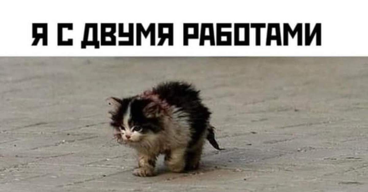 Я обязательно выживу котик