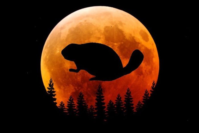 «Бобровая Луна» (Beaver Moon) 19 ноября 2021 года: когда и как можно наблюдать