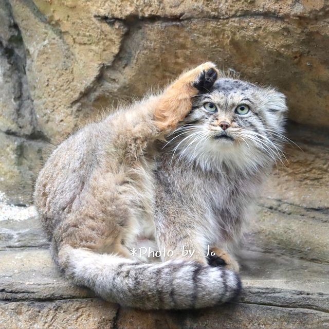 кот шлепа в чем прикол. Смотреть фото кот шлепа в чем прикол. Смотреть картинку кот шлепа в чем прикол. Картинка про кот шлепа в чем прикол. Фото кот шлепа в чем прикол