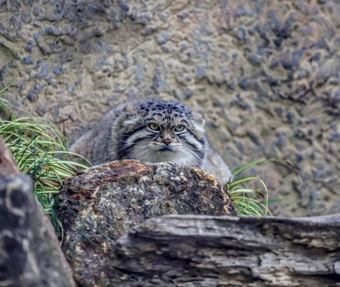 кот шлепа в чем прикол. Смотреть фото кот шлепа в чем прикол. Смотреть картинку кот шлепа в чем прикол. Картинка про кот шлепа в чем прикол. Фото кот шлепа в чем прикол