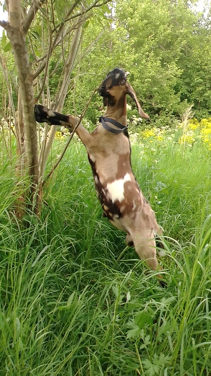 "Лисиццын дом"-33