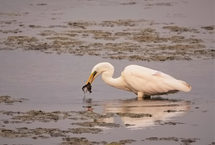 Белая цапля поймала рыбку
