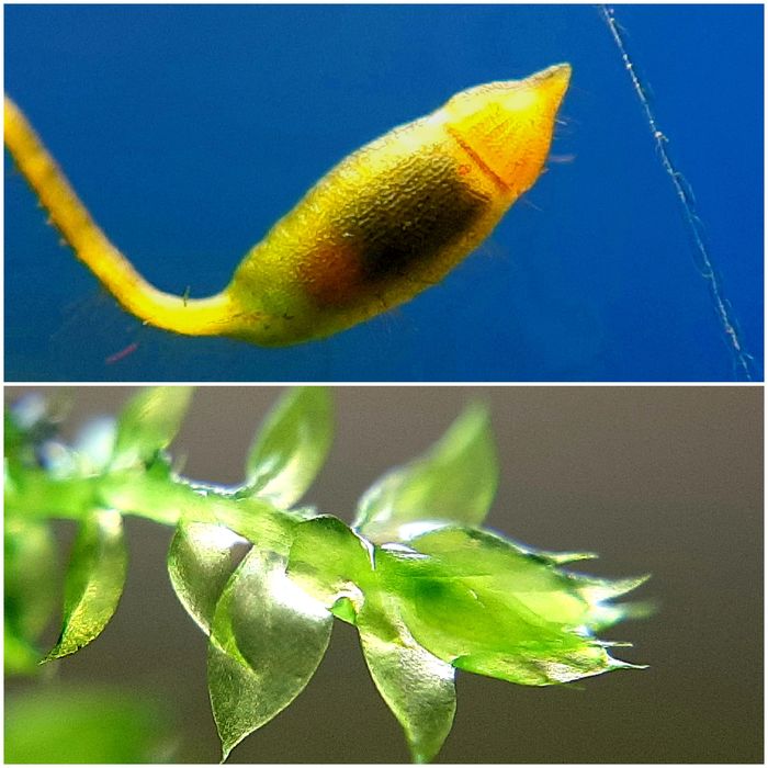 Цветение мха