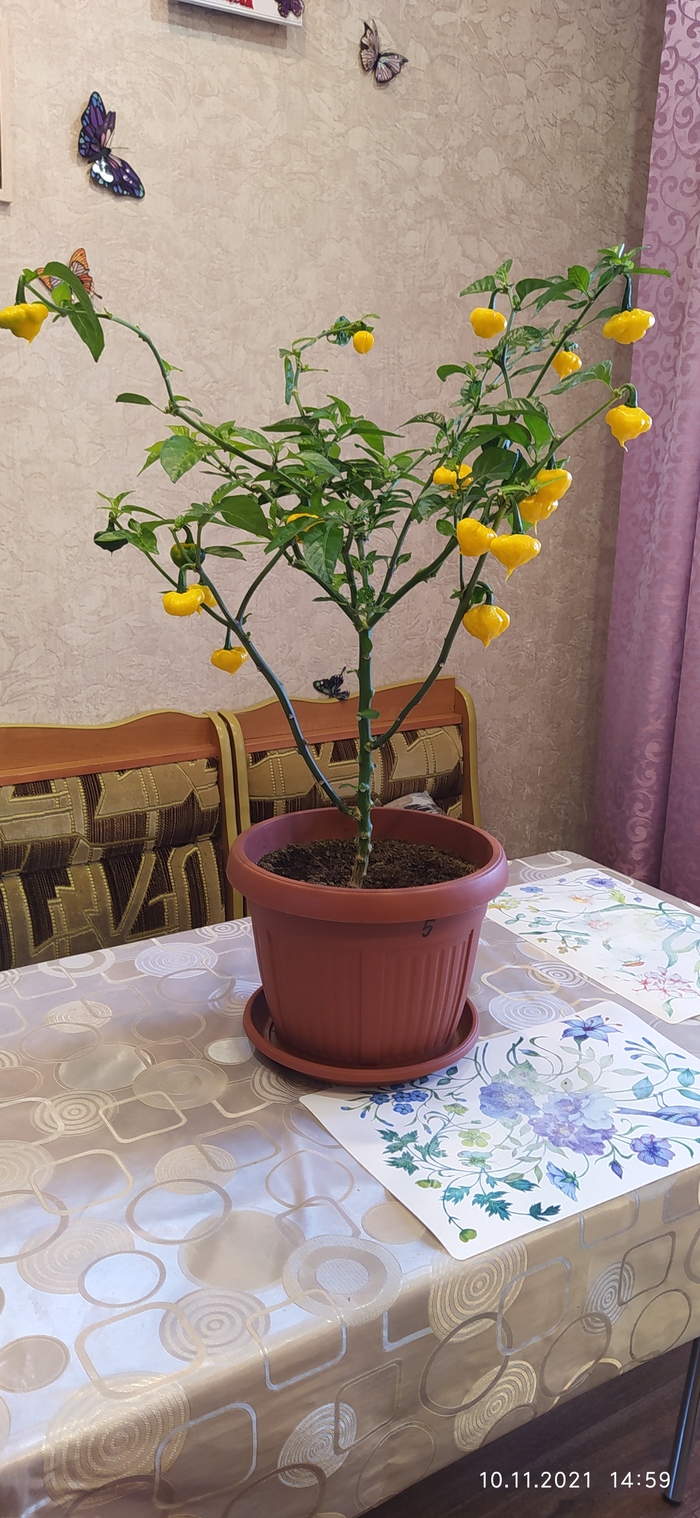 Что такое ghost pepper. Смотреть фото Что такое ghost pepper. Смотреть картинку Что такое ghost pepper. Картинка про Что такое ghost pepper. Фото Что такое ghost pepper