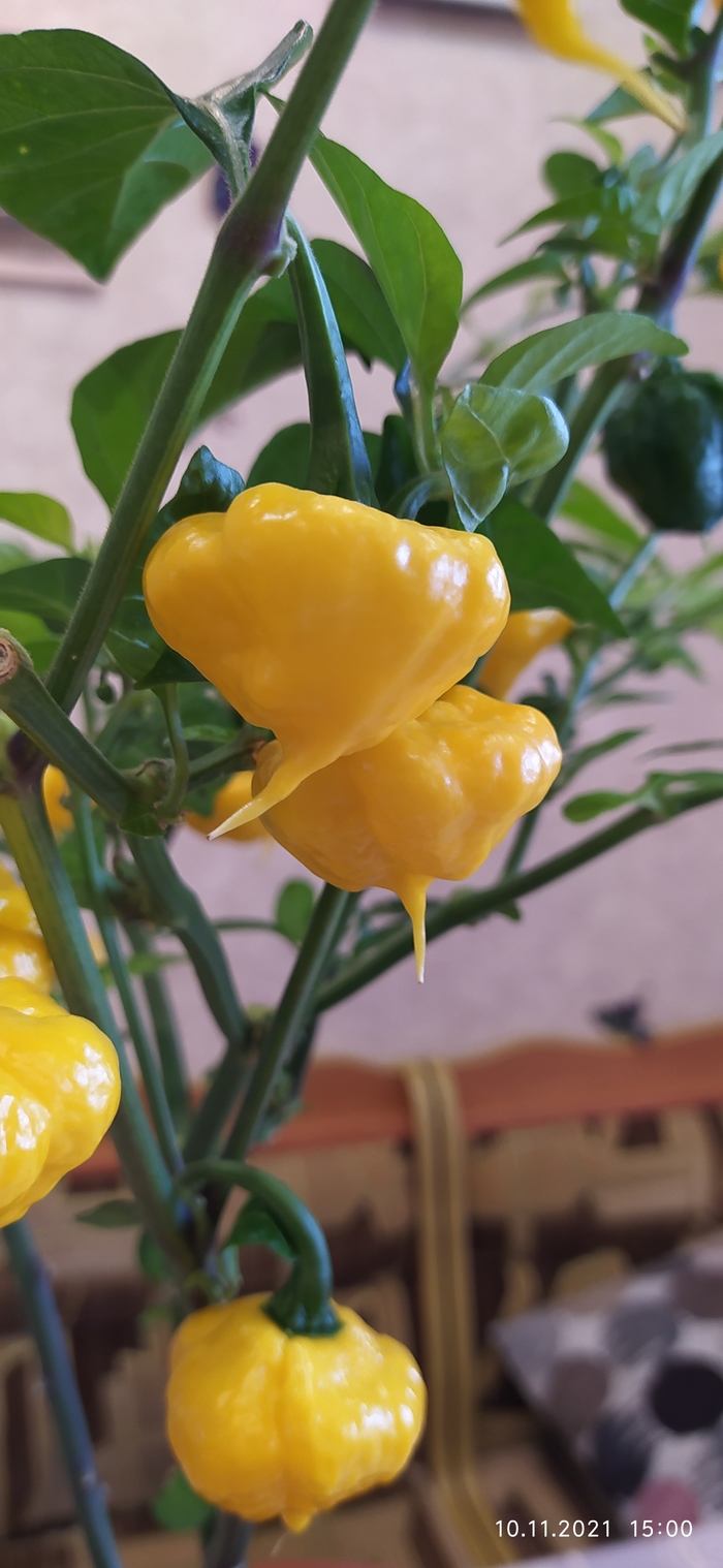 Что такое ghost pepper. Смотреть фото Что такое ghost pepper. Смотреть картинку Что такое ghost pepper. Картинка про Что такое ghost pepper. Фото Что такое ghost pepper