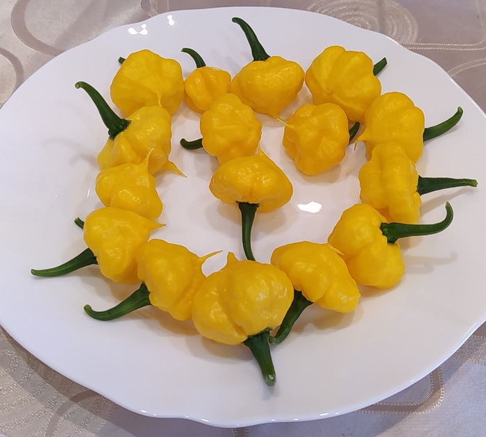 Что такое ghost pepper. Смотреть фото Что такое ghost pepper. Смотреть картинку Что такое ghost pepper. Картинка про Что такое ghost pepper. Фото Что такое ghost pepper