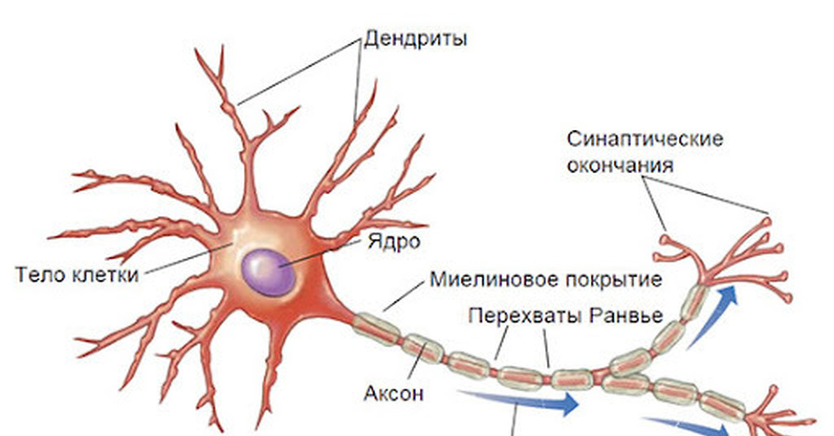 Строение нервной ткани рисунок