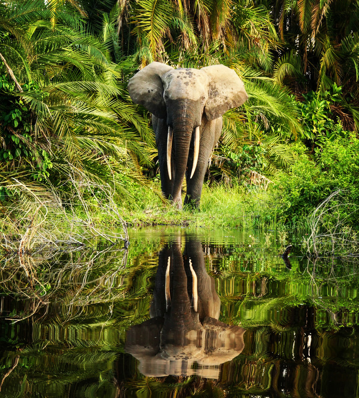 Лесной слон