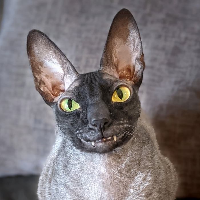 кот уилфред что с ним. Смотреть фото кот уилфред что с ним. Смотреть картинку кот уилфред что с ним. Картинка про кот уилфред что с ним. Фото кот уилфред что с ним