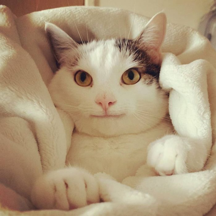 кот уилфред что с ним. Смотреть фото кот уилфред что с ним. Смотреть картинку кот уилфред что с ним. Картинка про кот уилфред что с ним. Фото кот уилфред что с ним