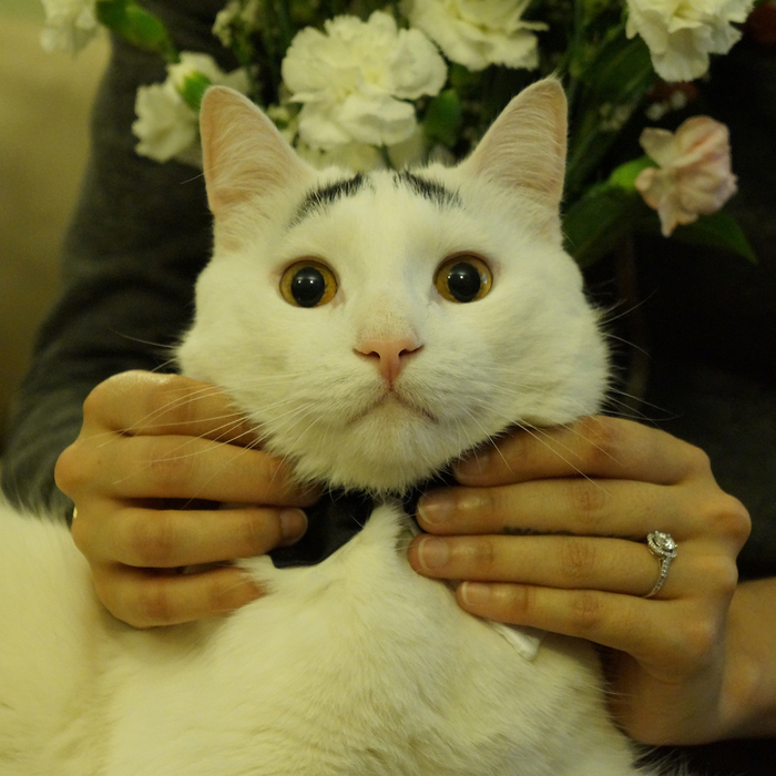 кот уилфред что с ним. Смотреть фото кот уилфред что с ним. Смотреть картинку кот уилфред что с ним. Картинка про кот уилфред что с ним. Фото кот уилфред что с ним