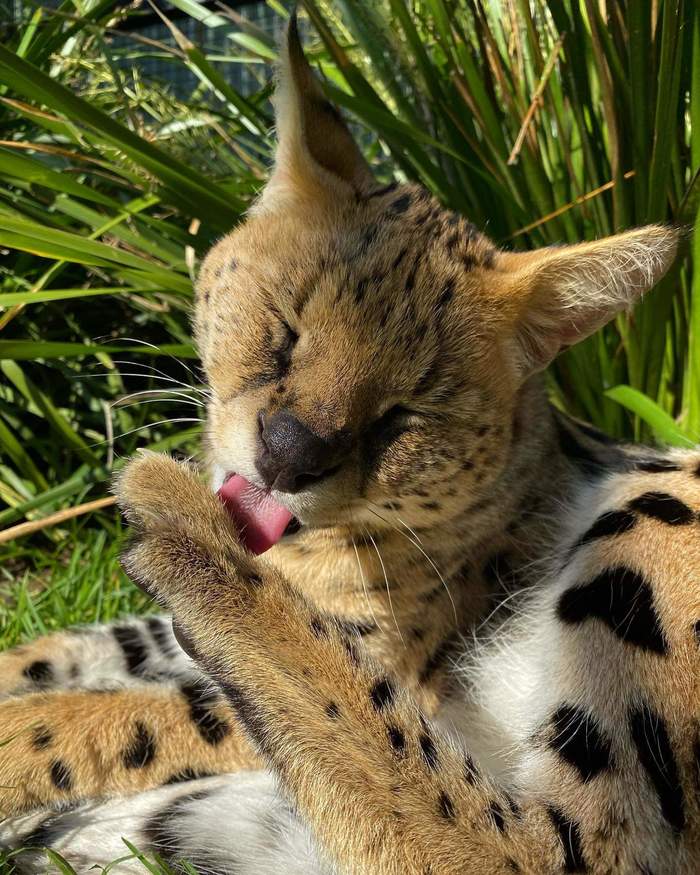 Когти острые нужны, лапки чистые важны