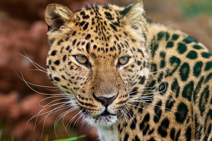 Леопарды обитали в Сеуле чуть больше века назад