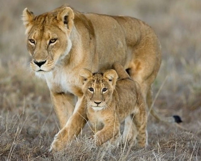 С мамой на охоте надёжнее)