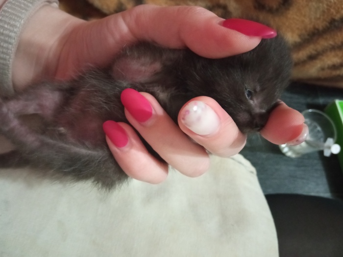 Если кот съел осу что будет. Смотреть фото Если кот съел осу что будет. Смотреть картинку Если кот съел осу что будет. Картинка про Если кот съел осу что будет. Фото Если кот съел осу что будет