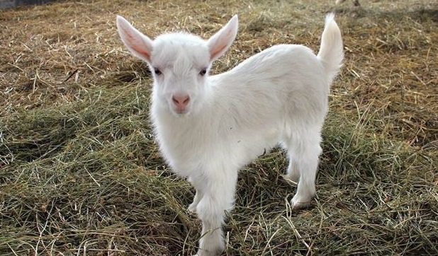 ИИН для животных планируют ввести в Казахстане