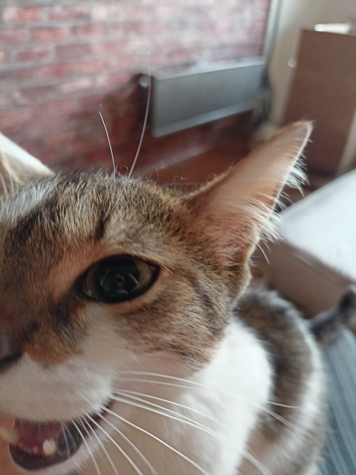 Рассказ юмористический. Как появился кот Бант