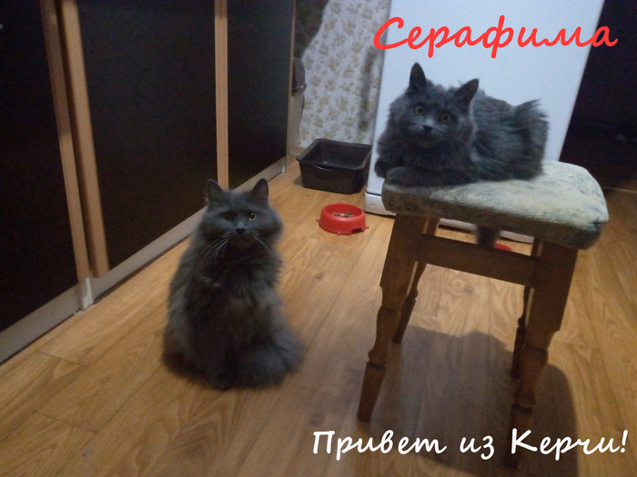 что такое жест доброй воли. Смотреть фото что такое жест доброй воли. Смотреть картинку что такое жест доброй воли. Картинка про что такое жест доброй воли. Фото что такое жест доброй воли